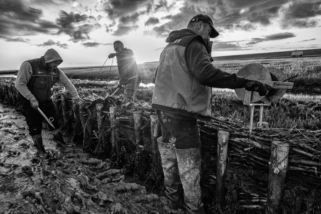 Lahnungsarbeiten des LKN.SH im Watt vor Pellworm © Holger Rüdel | Der Online-Shop von Holger Rüdel. Ausgewählte Fotografien als FineArt-Prints bestellen: Bildreportagen, Landschaften, Wildlife, Infrarot-Motive in Schwarzweiß und Zeitgeschichte im Bild. - Realisiert mit Pictrs.com