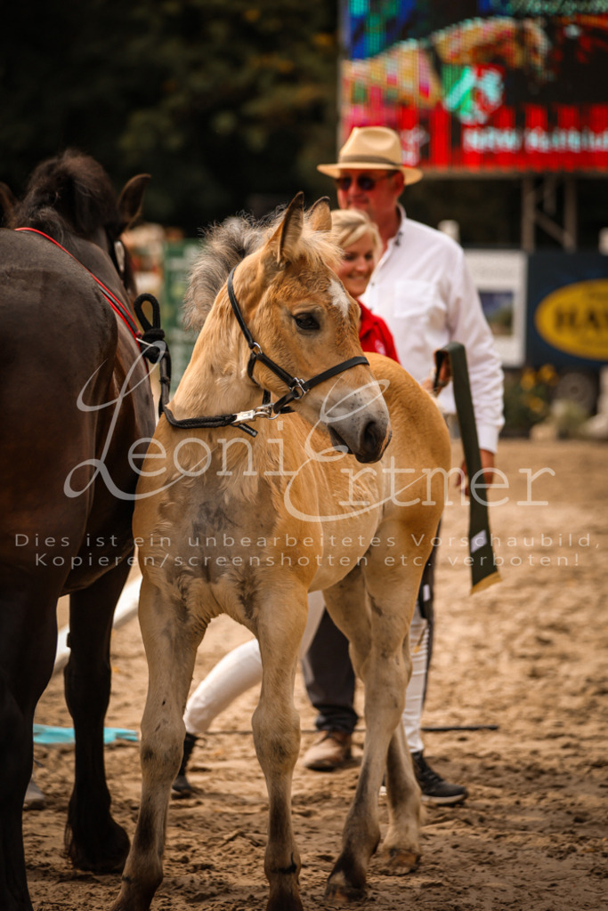 SaSF00140 | Leoni Ertmer Photography - Realisiert mit Pictrs.com