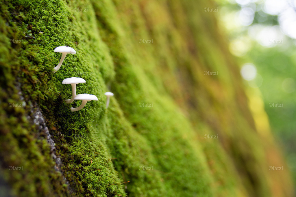 Wald_ Moos_ Pilze_ Mauer_fatzi-154538-k | Fatzi Bilder-Archiv! 
Die Bilder sind für private Nutzung lizenzfrei. Die kommerzielle Nutzung ist möglich und erwünscht, jedoch bitte ich um vorherige Kontaktaufnahme per E-Mail (info@fatzi.at) oder unter +43 650 7828269 - Realisiert mit Pictrs.com