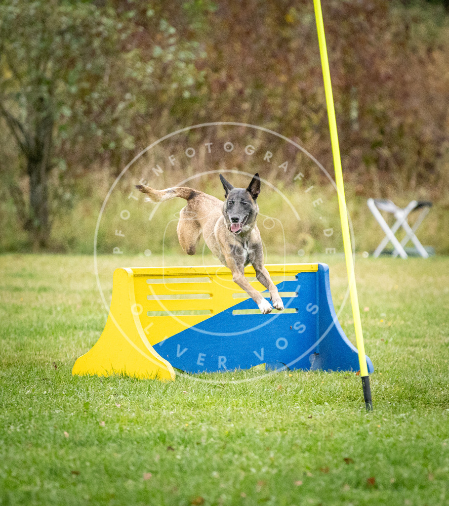 Pfotenfotografie_DV3A1017 | Hundefotografie, Tierfotograf, Pfotenfotografie, Fotoshooting Hund, Hunde Portrait, Hundesport, Hundeportraits, Heideshooting, Hunde, Sportfotograf, Hundefotograf, Turnierhundsport, THS,  - Realisiert mit Pictrs.com