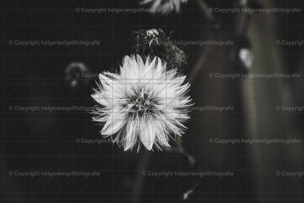 20221007154709D75_0645 | Kaufen sie online außergewöhnliche Fotografien auf Leinwand Acrylglas Fotoprint Aludibond von holgerweigeltfotografie - Realisiert mit Pictrs.com