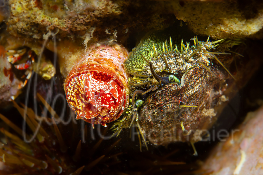 Thylacodes arenarius ; Haliotis tuberculata | Wurmschnecke und  Seeohr / Cast: Gusano de los depósitos y Oreja de mar Eng: Wormsnail and Sea ear - Realisiert mit Pictrs.com