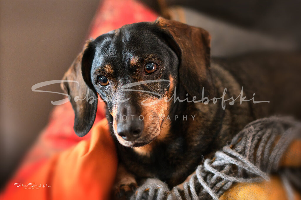 "Hummel" @home | Ein Rauhaardackel liegt eingekuschelt in eine Decke auf dem Sofa - Realisiert mit Pictrs.com