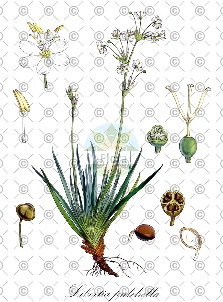 HistAbb_wfo-0000358635_1_ENZY_Simple | Historische Abbildung von Libertia pulchella - Iridaceae | Historical Illustration of Libertia pulchella - Iridaceae