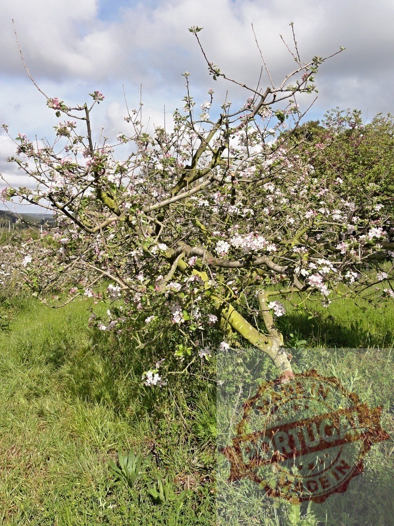 Apple tree blooming in spring orchard | Old apple tree blooming with pink and white flowers in a green field under a cloudy sky - Realized with Pictrs.com