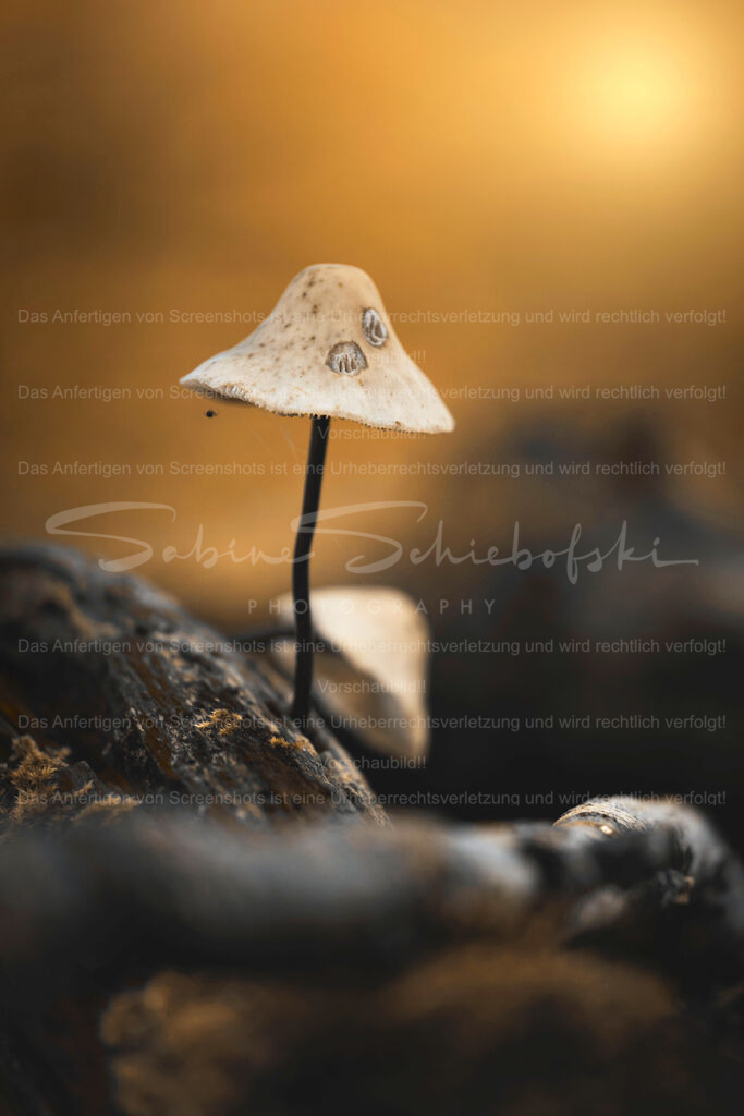 Pilz_24.10.2025_DSCF2916 | Exklusive Naturfotografie für stilvolle Wanddekoration ★ Premium Wandbilder Made in Germany ✔️ FineArt Drucke & Downloads ✔️ Brillante Farben, höchste Qualität & weltweiter Versand ✔️ - Realisiert mit Pictrs.com