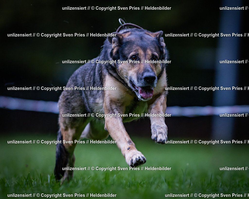 Sven Pries | 2024-10-19 - Hunderennen Ober-Grombach - Realisiert mit Pictrs.com