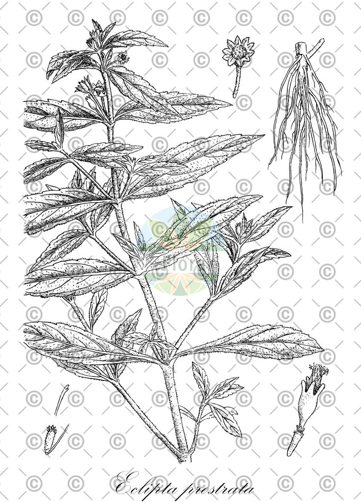 HistAbb_7NY47_1_ENZY_Simple | Historische Abbildung von Eclipta prostrata - Asteraceae | Historical Illustration of Eclipta prostrata - Asteraceae
