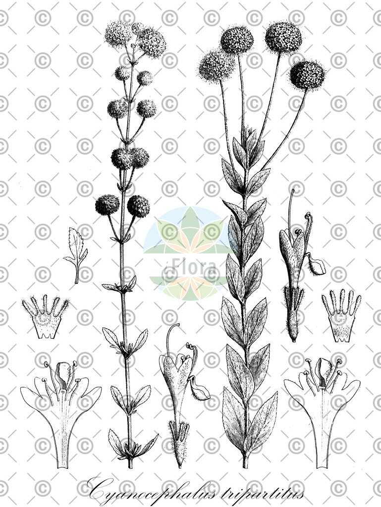 HistAbb_wfo-0000051035_1_ENZY_Simple | Historische Abbildung von Cyanocephalus tripartitus - Lamiaceae | Historical Illustration of Cyanocephalus tripartitus - Lamiaceae