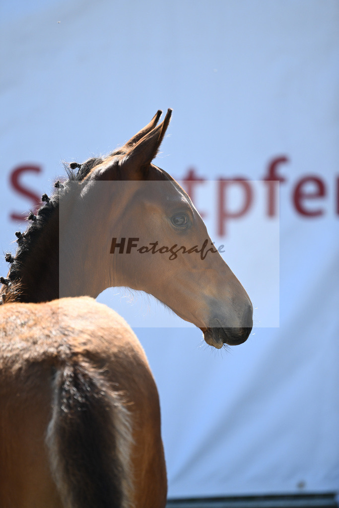 Kat-Nr. 1 HF Quiwi Dream_PBM Pfefferle GmbH_12230155 | hf-fotografie - Realizzato con Pictrs.com