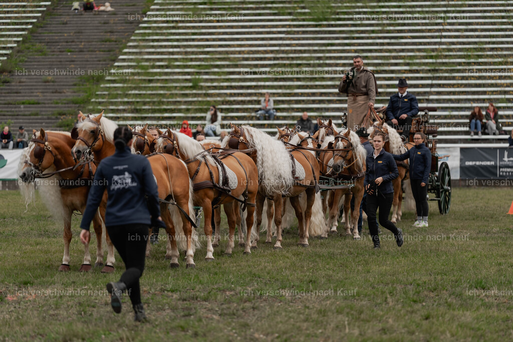 Showprogramm-164 | working equitationturnier fotograf videograf stoibphotography marixx film working equitation deutschland reitsport turnierfotografie eventfotografie equestrian events
