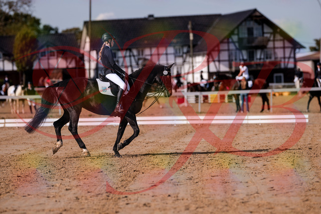 2026_10_03_Siefer-Hof_115615_Z81_96531795 | Professionelle Reitsport-, Turnier- und Eventfotografie von Robert Broda. Galerien mit ausgewählten und bearbeiteten Bildern direkt online ansehen und bestellen.