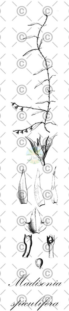 HistAbb_wfo-0000375739_1_ENZY_Simple | Historische Abbildung von Madisonia spiculifera - Orchidaceae | Historical Illustration of Madisonia spiculifera - Orchidaceae