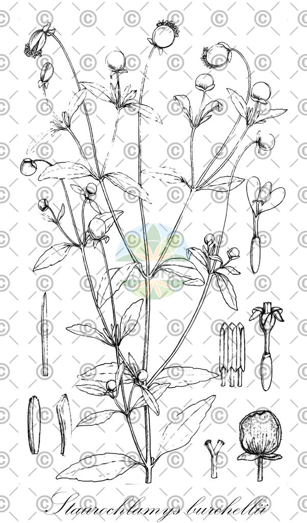 HistAbb_7M2K_2_ENZY_Simple | Historische Abbildung von Staurochlamys burchellii - Asteraceae | Historical Illustration of Staurochlamys burchellii - Asteraceae