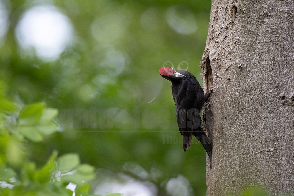 R5NF8451-20230515 | Viele Tiere sind von dem großen Specht abhängig, sie belegen die gezimmerten Baumhöhlen als „Nachmieter“. Doch der Schwarzspecht kann nur da vorkommen, wo große Waldflächen noch zusammenhängen und Bäume alt werden dürfen. Hier kann man das laute Trommeln des eleganten Vogels noch hören.  - Realisiert mit Pictrs.com