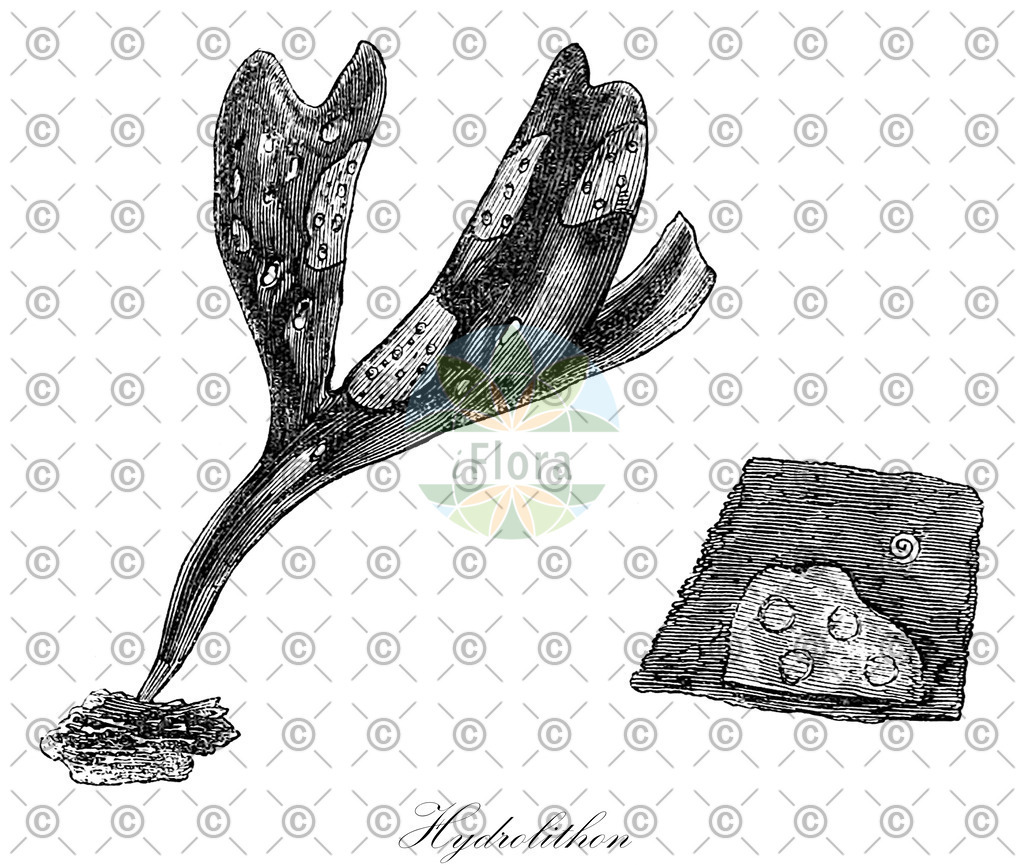 HistAbb_wfo-0001066623_2_ENZY_Simple | Historische Abbildung von Hydrolithon - Hydrolithaceae (0) | Historical Illustration of Hydrolithon - Hydrolithaceae (0)