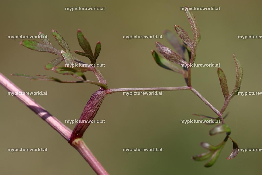 Berg-Haarstrang-007 | Das Bilderarchiv über Tiere, Planzen und Landschaften. In der Bilddatenbank finden Sie ein große Auswahl an hochwertigen Bilder für Ihre Werbung - Realisiert mit Pictrs.com