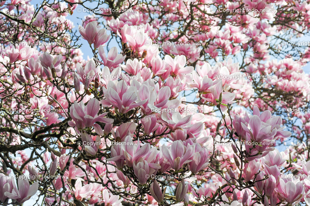 Fruehling_ Baeume_ Magnolien_ 16.03.2024-8 | 16.03.2024, Linz, AUT, Fruehling, Baeume, im Bild Magnolien, Blüten, Blueten, Baum, Bäume, Baeume,  Ziergehoelz, rosa, weiss
