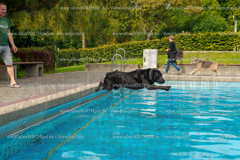 Hundeschwimmen_Grefrath_2026-allesWIRTHgut_Tierfotografie-11_28-7R503300 | Professionelle Tierfotografie in Mönchengladbach von Daniel Wirth (allesWIRTHgut). Liebevolle & natürliche Bilder von Hunden & Katzen für unvergessliche Erinnerungen.