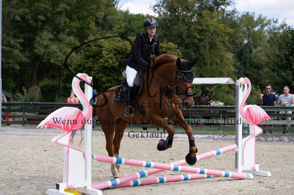 A7V07094 | Pferdefotograf