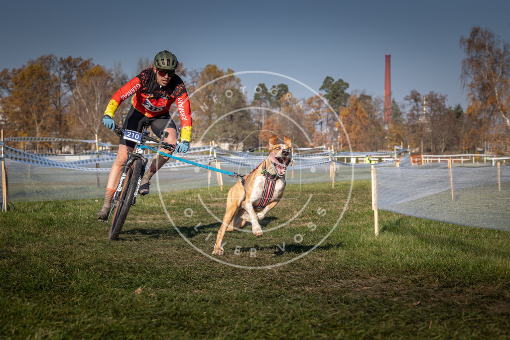 CaniXpix_0L8A6169 | Hundefotografie, Tierfotograf, Pfotenfotografie, Fotoshooting Hund, Hunde Portrait, Hundesport, Hundeportraits, Heideshooting, Hunde, Sportfotograf, Hundefotograf, Turnierhundsport, THS,  - Realisiert mit Pictrs.com