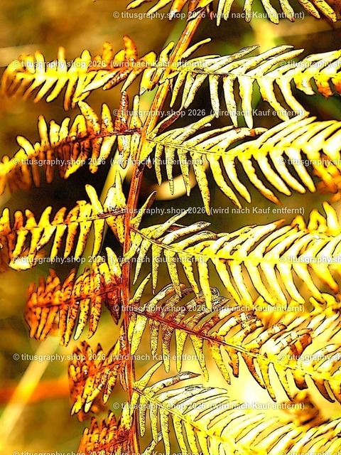 titusgraphy_PA151455-vz-ln_pe | titusgraphy-shop: Geschenkideen mit Qualitätsfotos. titusgraphy-shop: gift ideas with quality photos. titusgraphy-shop: idées cadeaux avec photos de qualité.  - Realisiert mit Pictrs.com