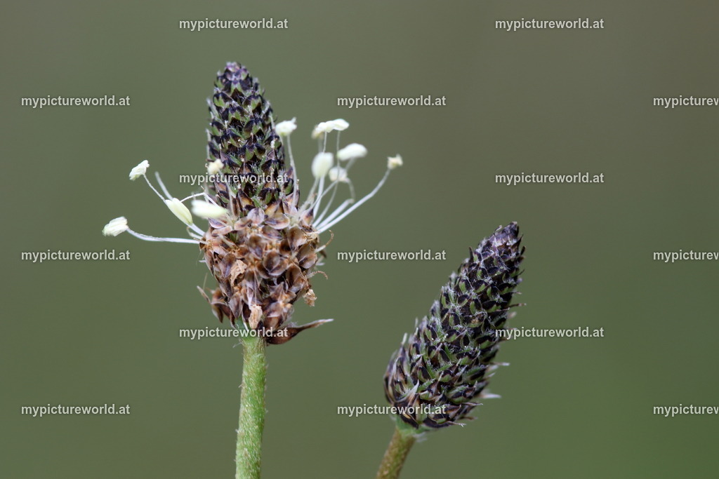 Spitzwegerich-002 | Das Bilderarchiv über Tiere, Planzen und Landschaften. In der Bilddatenbank finden Sie ein große Auswahl an hochwertigen Bilder für Ihre Werbung - Realisiert mit Pictrs.com