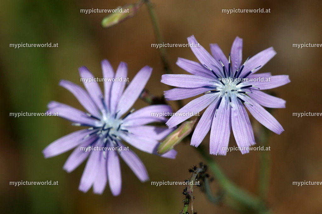 Blauer Lattich-002 | Das Bilderarchiv über Tiere, Planzen und Landschaften. In der Bilddatenbank finden Sie ein große Auswahl an hochwertigen Bilder für Ihre Werbung - Realized with Pictrs.com