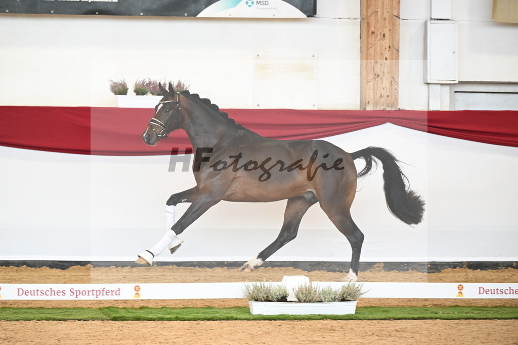 Kat-Nr. 6 Benicio x Hotline_De Vittorio_47241456 | hf-fotografie - Realizzato con Pictrs.com