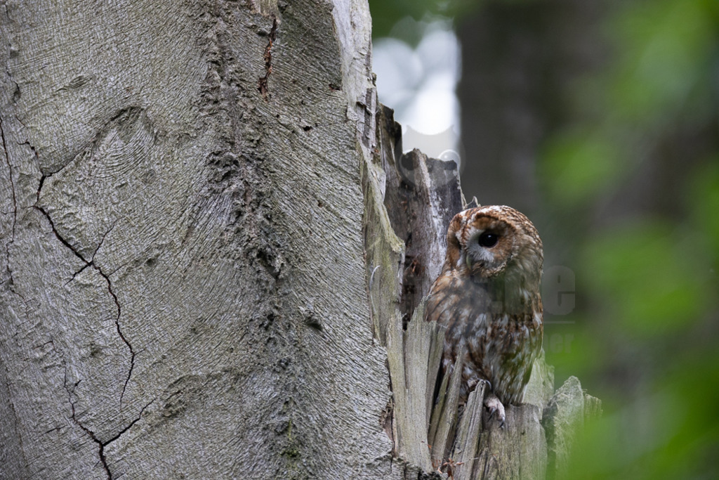20220528060155-2 | Der Waldkauz ist eine mittelgroße Eulenart mit einer Verbreitung von Europa bis nach Westsibirien und Iran. Er kommt außerdem in Südostasien vor. In Mitteleuropa ist der Waldkauz gemeinsam mit der Waldohreule die häufigste Eule. - Realisiert mit Pictrs.com