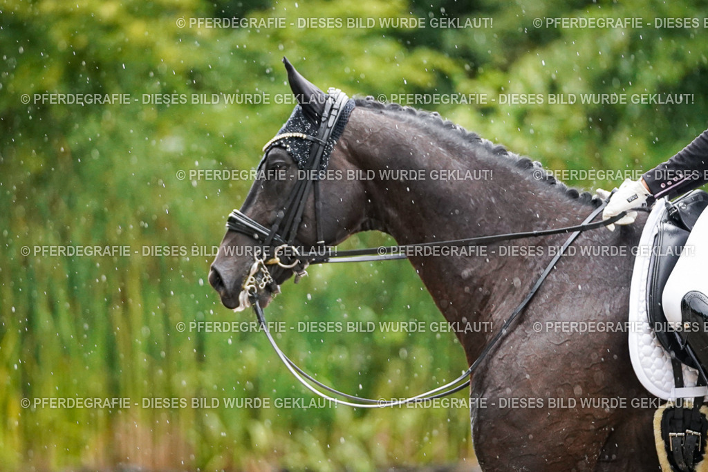 DSC08960 | Pferdegrafie