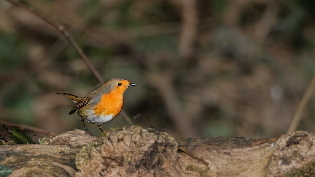 P1003494-Bearbeitet-2024-LR | Natur im Moment - Realisiert mit Pictrs.com