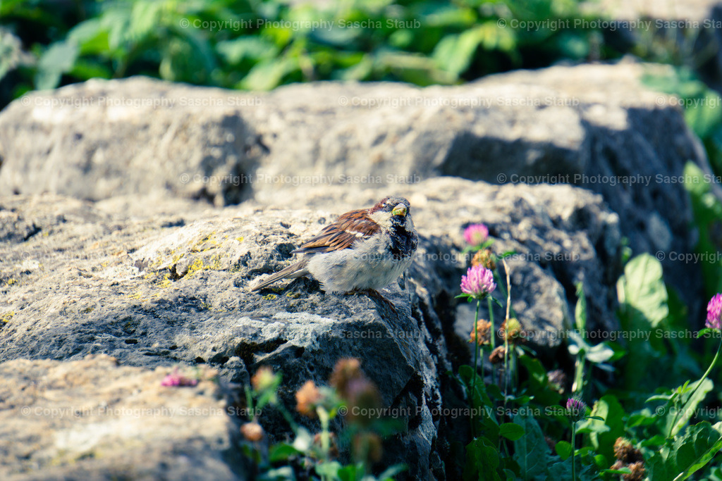 Spähender Spatz auf dem Stein | Willkommen im Shop von Photography Sascha Staub. Hier findest du alle Fotos und Medieninhalten von Sascha Staub. In diesem Shop kannst du Lizenzen zu den Fotos, Drucke und Gutscheine für den Shop erwerben.  - Realisiert mit Pictrs.com
