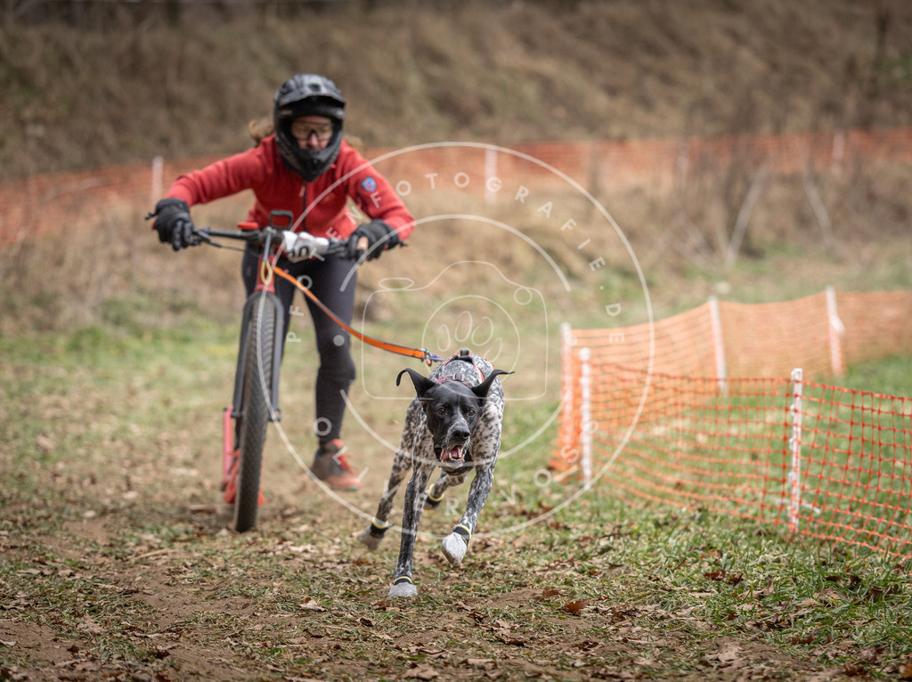 Pfotenfotografie_DV3A6689 | Hundefotografie, Tierfotograf, Pfotenfotografie, Fotoshooting Hund, Hunde Portrait, Hundesport, Hundeportraits, Heideshooting, Hunde, Sportfotograf, Hundefotograf, Turnierhundsport, THS,  - Realisiert mit Pictrs.com