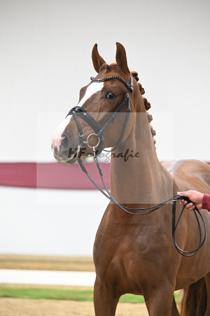 Kat-Nr. 115 Secret x Fidermark_Frieder Heilemann_47254360 | hf-fotografie - Realisiert mit Pictrs.com