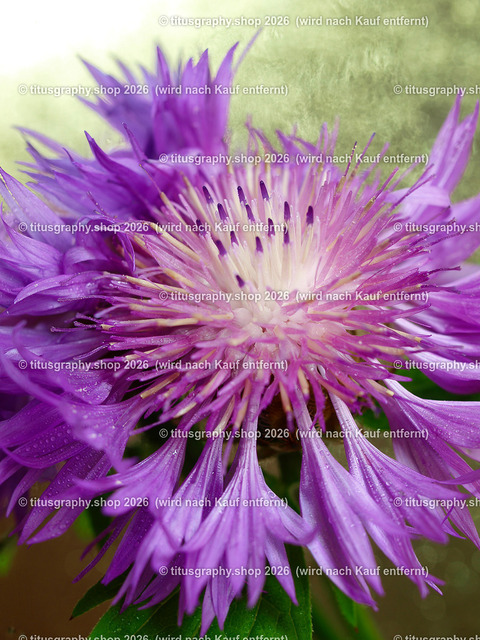 titusgraphy_P6258217-vz-ln | titusgraphy-shop: Geschenkideen mit Qualitätsfotos. titusgraphy-shop: gift ideas with quality photos. titusgraphy-shop: idées cadeaux avec photos de qualité.  - Realisiert mit Pictrs.com