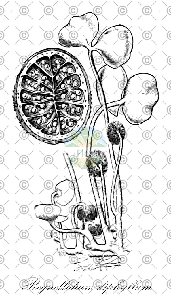 HistAbb_EMP_129311_3_FloraD_Simple | Historische Abbildung von Regnellidium diphyllum - Marsileaceae | Historical Illustration of Regnellidium diphyllum - Marsileaceae