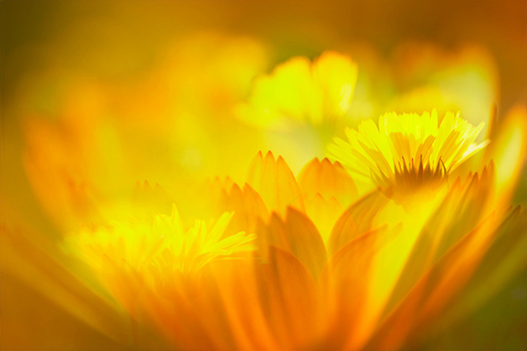 Ringelblumen_1541a_120x80cm | Impession Ringelblumenblüten, Composé