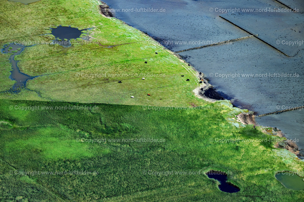 Sylt_Braderup_Salzwiesen_Rinder_ELS_4590130825 | WENNINGSTEDT-BRADERUP (SYLT) 13.08.2025 Küstenbereich mit Salzwiesen und Rinderzucht an der Wattseite von Wenningstedt-Braderup (Sylt) im Bundesland Schleswig-Holstein. // Coastal area with salt marshes and cattle breeding on the mudflat side of Wenningstedt-Braderup (Sylt) in the federal state of Schleswig-Holstein. Foto: Martin Elsen