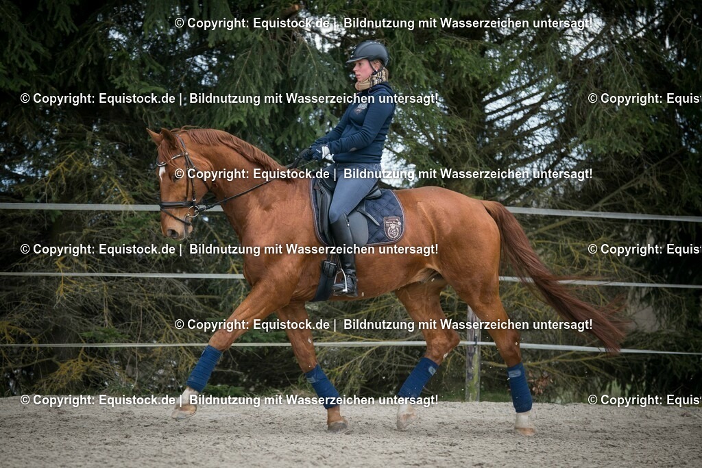 20160328_Fuchs_im_Training_0001 1 | equistock