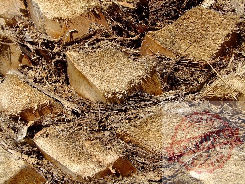 Close up of palm tree trunk showing rough texture | Detailed view of a palm tree trunk revealing its rough, fibrous texture - Realisiert mit Pictrs.com