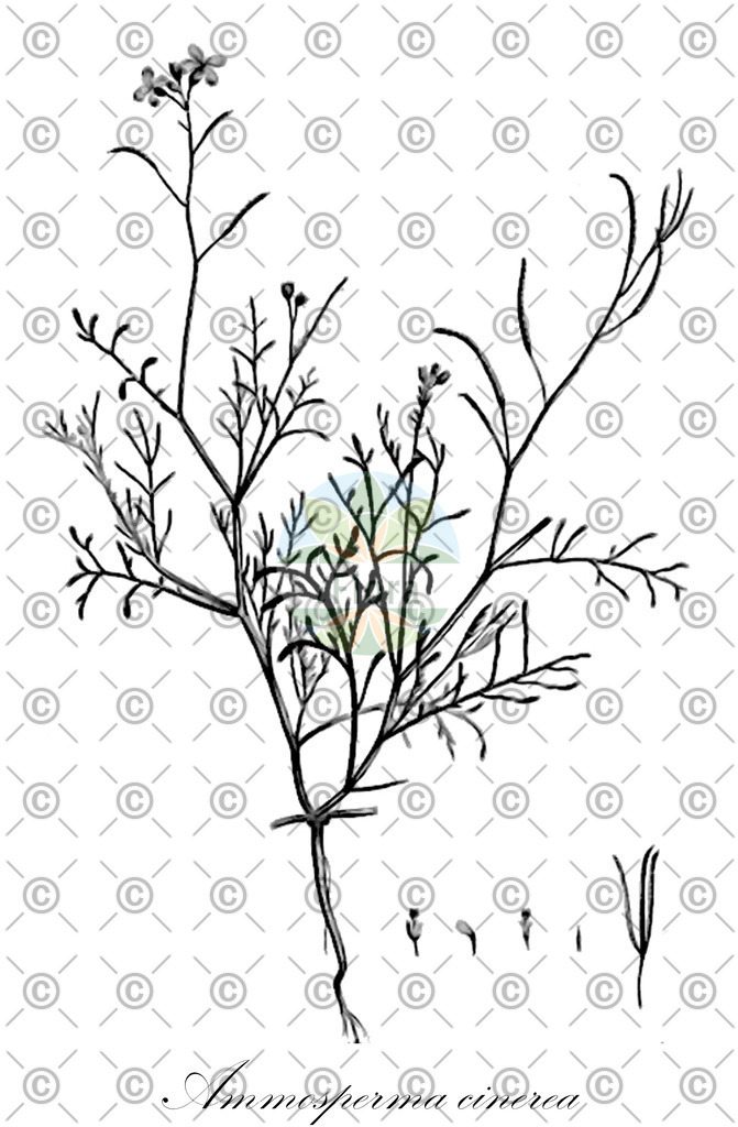 HistAbb_wfo-0000531218_1_ENZY_Simple | Historische Abbildung von Ammosperma cinerea - Brassicaceae | Historical Illustration of Ammosperma cinerea - Brassicaceae