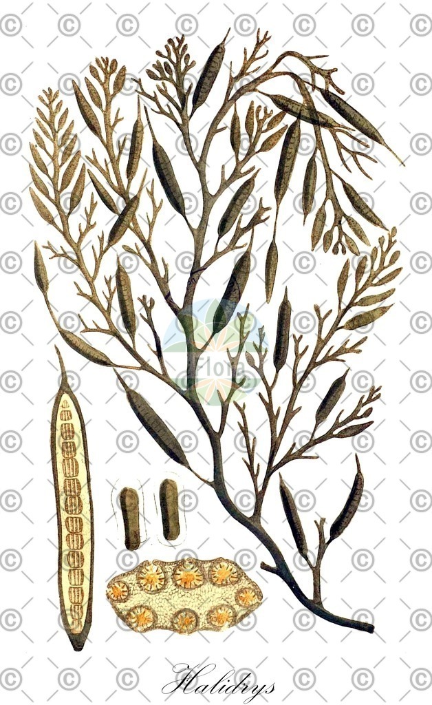 HistAbb_4SRK_1_ENZY_Simple | Historische Abbildung von Halidrys - Sargassaceae (0) | Historical Illustration of Halidrys - Sargassaceae (0)
