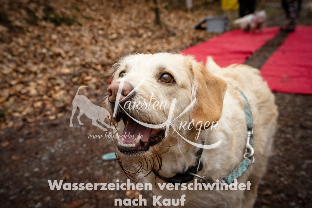 1135_ZZ90832 | kk-dogfotos