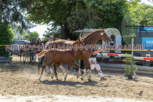 Reitponys-1089 | mandyhollmannphotographie