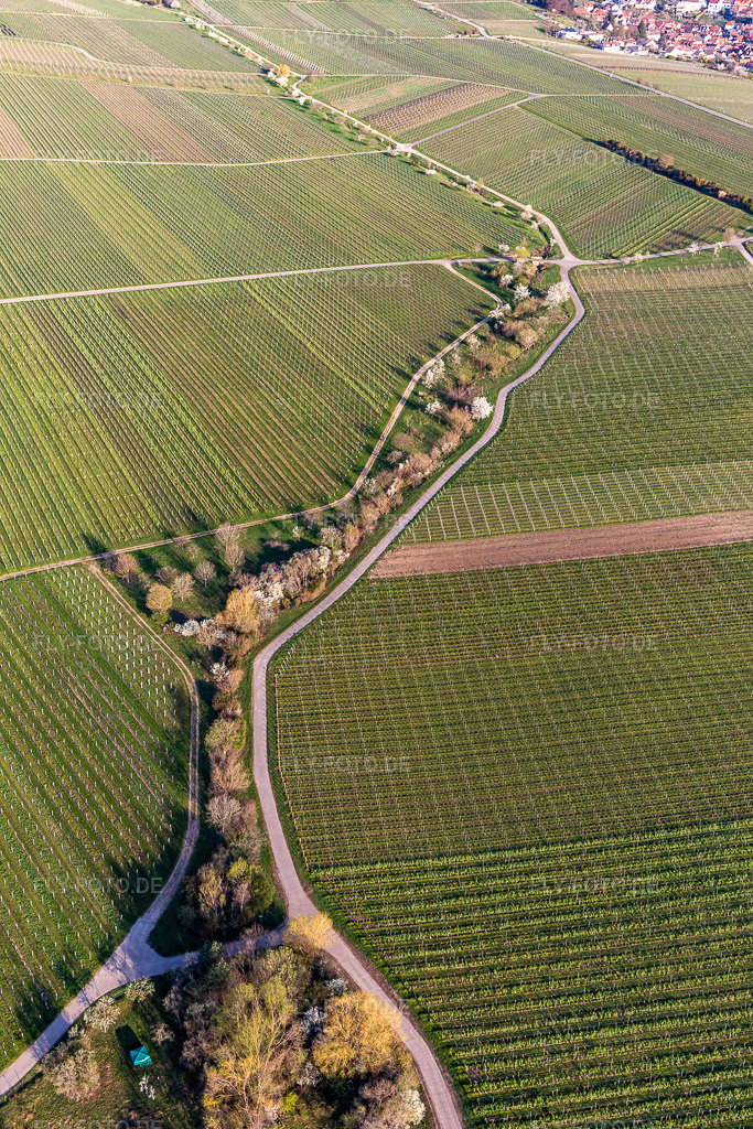 Luftbild: Weinberge mit Mandelblühte im Ortsteil SaintMartin in Sankt Martin im Bundesland Rheinland-Pfalz in Deutschland. Foto: IMG_126343.jpg vom 04.04.2021 durch Werner Riehm/FLY-FOTO.de