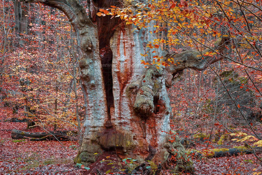 20241112151141D75_8144-Verbessert-RR | Kaufen sie online außergewöhnliche Fotografien auf Leinwand Acrylglas Fotoprint Aludibond von holgerweigeltfotografie - Realisiert mit Pictrs.com