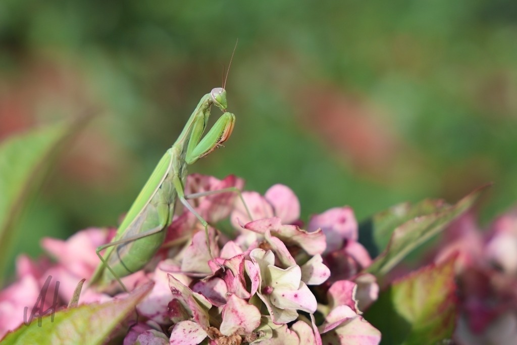 Seltene europäische Gottesanbeterin | Das Foto zeigt eine Europäische Gottesanbeterin auf einer Hortensie im eigenen Garten. Mit ihrem schlanken Körper, den langen Beinen und den charakteristisch gefalteten Fangarmen wirkt sie zugleich filigran und faszinierend. Zwischen den grünen Blättern ist das seltene Insekt gut getarnt und dennoch als außergewöhnlicher Gast sofort ein Blickfang. Die Europäische Gottesanbeterin ist in Deutschland eine bemerkenswerte und vielerorts seltene Art. Sie steht in verschiedenen regionalen Roten Listen bzw. Gefährdungseinstufungen. Ihr Auftreten im heimischen Garten ist daher eine besonders interessante Naturbeobachtung. Die Hortensie bildet einen schönen natürlichen Rahmen für das Motiv. Das Foto dokumentiert eindrucksvoll, wie sich auch im eigenen Garten seltene und faszinierende Insekten beobachten lassen. Besonders die ruhige Haltung der Gottesanbeterin und ihre feinen Körperstrukturen machen die Aufnahme zu einem außergewöhnlichen Naturfoto. - Realisiert mit Pictrs.com