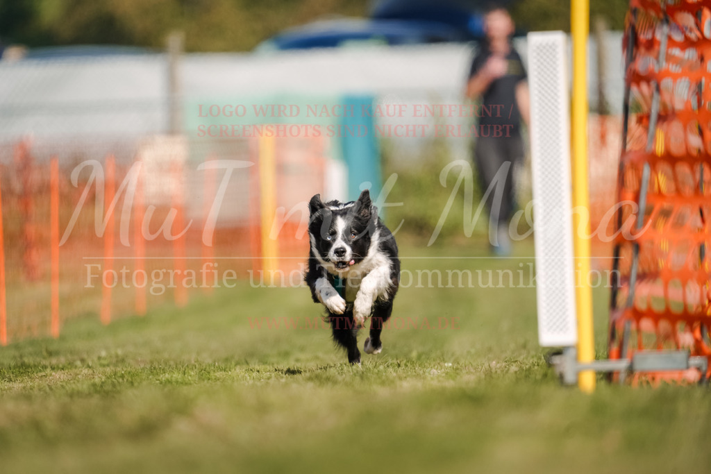 20250928_Hunderennen-565 | MuT (Mensch und Tier) mit Mona - Fotografie und Tierkommunikation - Realisiert mit Pictrs.com