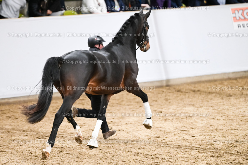 20260307_Hengstvorstellung-Marbach_0303 | equistock